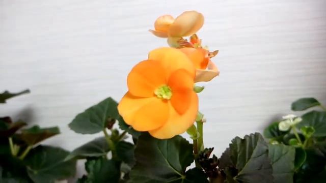 Мои бегонии смотреть онлайн