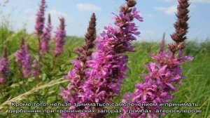 Лечебные свойства дербенника иволистного — красивого многолетника с лиловыми цветами