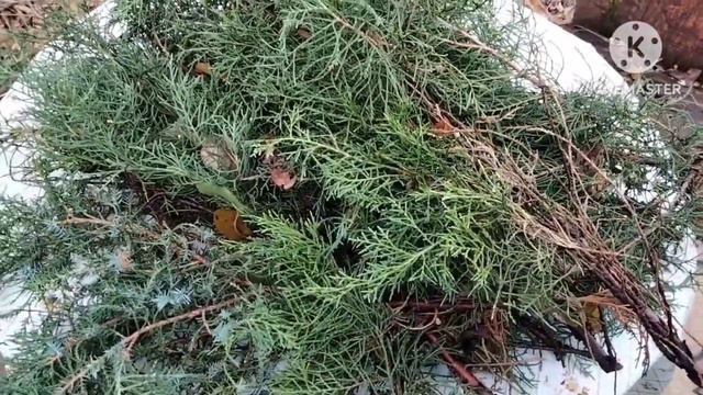 Укрываю крупнолистные гортензии . смотреть онлайн