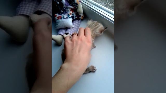 Редкий бенгальский окрас смотреть онлайн