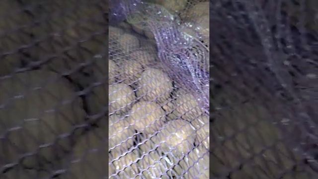 Картофель семенной Гала смотреть онлайн