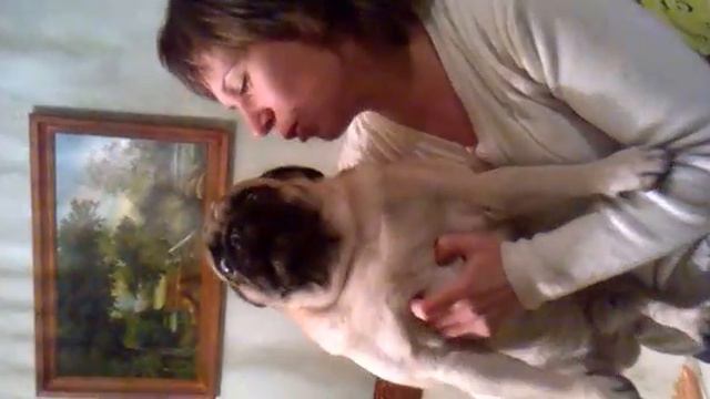 Мопс скучает смотреть онлайн