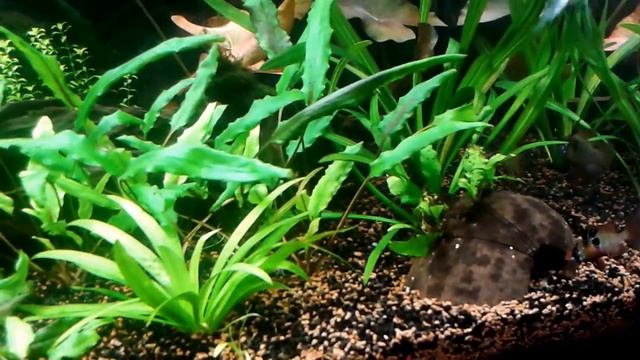 Видовой аквариум 180 л. смотреть онлайн