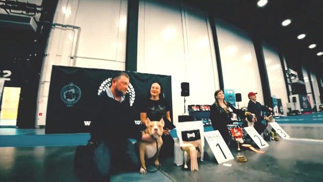 RUSSIAN BULLY SHOW 2017 SPB, Лучшие щенки (кобели) смотреть онлайн