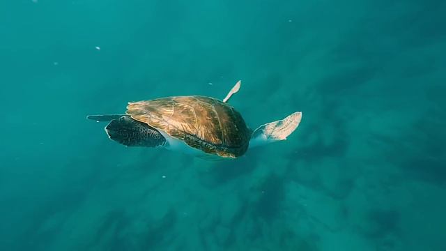 17 AMAZING Turtle Facts смотреть онлайн