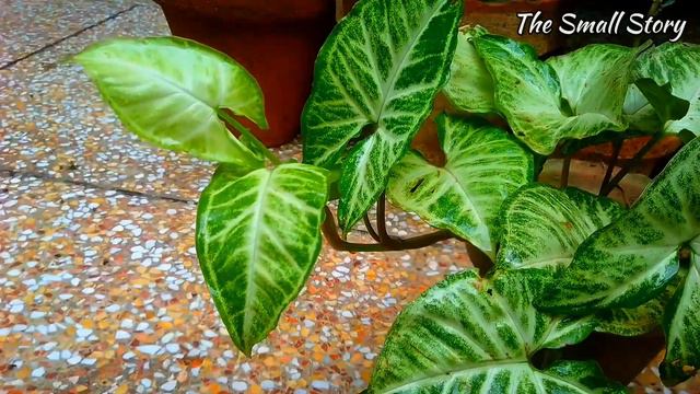 Syngonium Plant Care in Winter's | Arrowhead Plant Care. смотреть онлайн