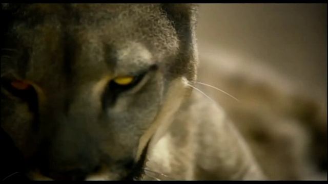 E.Lev.-Jack Illusion..mp4