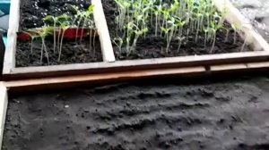 Посев семян помидор Санька, на рассаду. Очень ранний вкусный помидор.