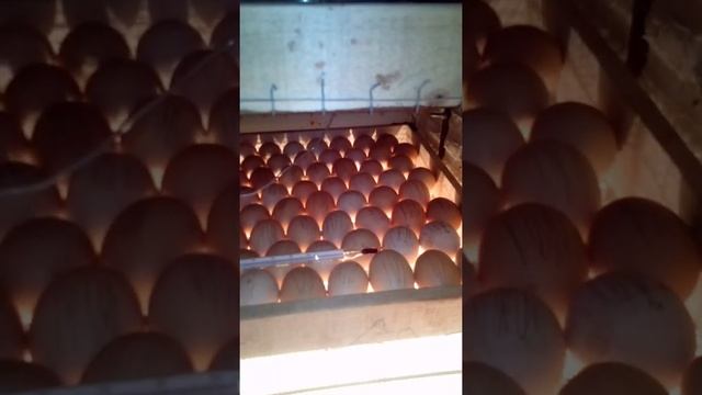 инкубатор из холодильника доработки в процессе смотреть онлайн