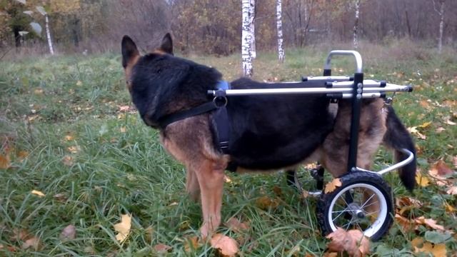 Инвалидная коляска для собаки своими руками смотреть онлайн