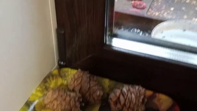 приносят мне семечки смотреть онлайн