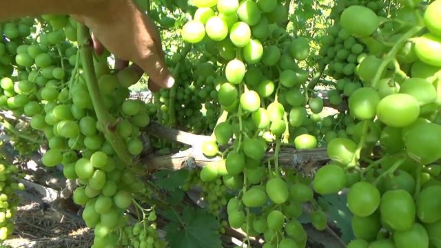 Состояние виноградника на 08 07 2018г смотреть онлайн