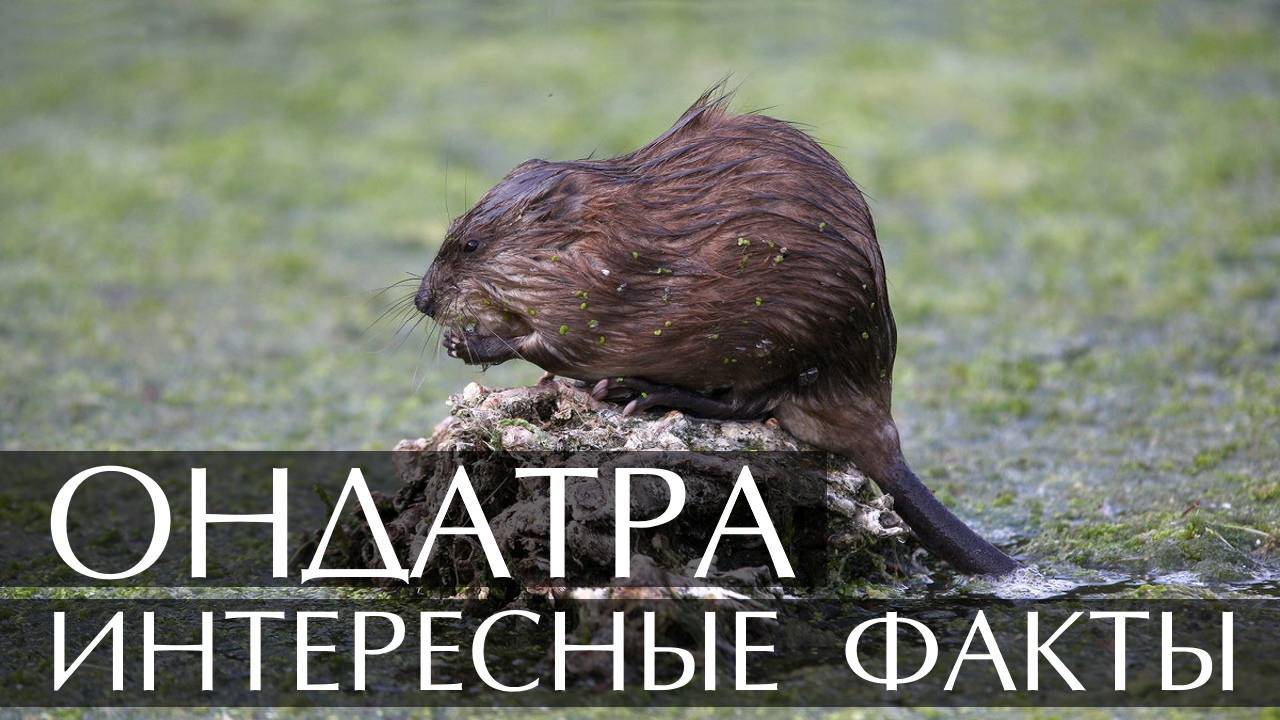 Ондатра. Интересные факты смотреть онлайн