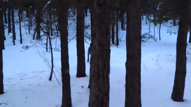 Дратхаар"Рей"апорт смотреть онлайн