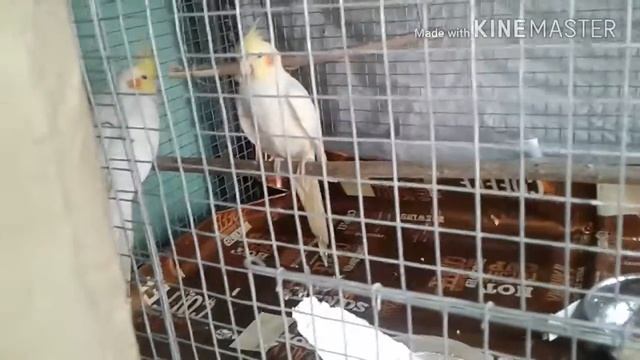 MAXIMUM NATURAL CALCIUM FOR BIRDS.#CUTTLE FISH BONE# COCKATIEL ,FINCH,BUDGIES.JAVA,LOVEBIRD ETC смотреть онлайн