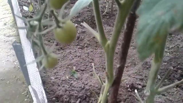 Как формировать куст помидор. Удаляем пасынки и нижние листья. смотреть онлайн