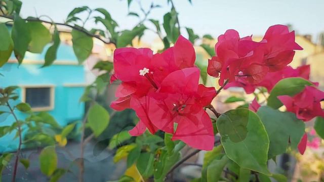 Bougainvillea Barbara Karst