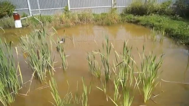 Биологическая очистка пруда часть 2 . У друзей на пруду. смотреть онлайн