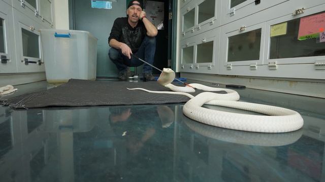 TRUTH ABOUT THE RAREST KING COBRA IN THE WORLD смотреть онлайн