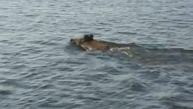 Без комментариев.Кабан-пловец. смотреть онлайн