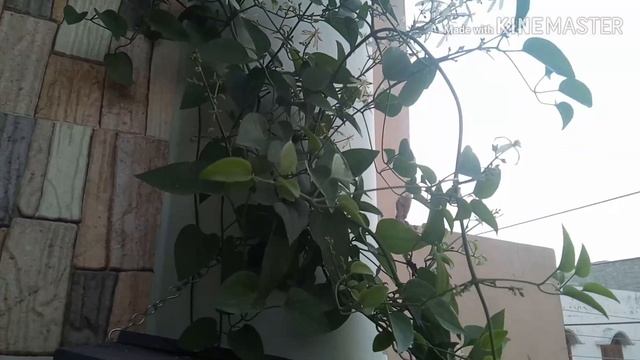 Summer vine Clematis | How to take care of Clematis | sweet smelling plant Clematis . смотреть онлайн