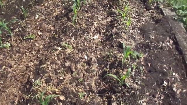 Картошка кукуруза 07.07.12.. 1 смотреть онлайн