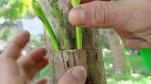 Как привить манго.