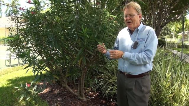 Oleander Caterpillar Damage in Home Landscapes смотреть онлайн