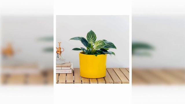 Descubre 45 Plantas De Interior Fáciles De Cuidar