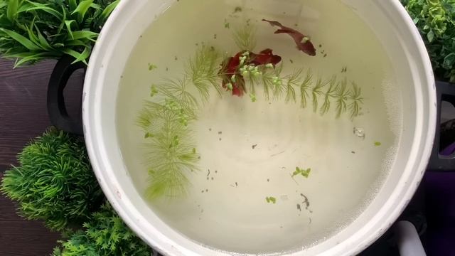 Betta Fish Breeding Procedure | Fighter Fish смотреть онлайн