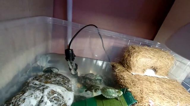 Красноухая Черепаха и Бюджетный Террариум 1500р. смотреть онлайн