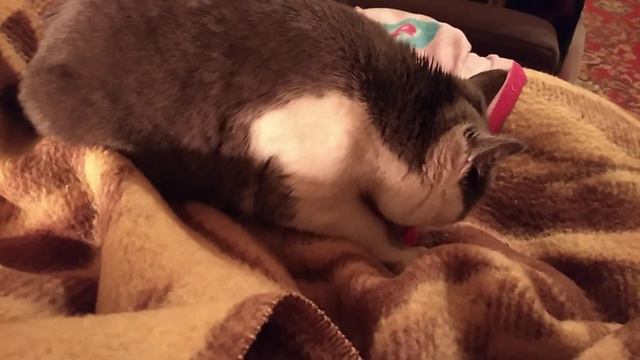 Вечерний муррр. Вечерний муррр. Спокойный сон без лишних дум. смотреть онлайн