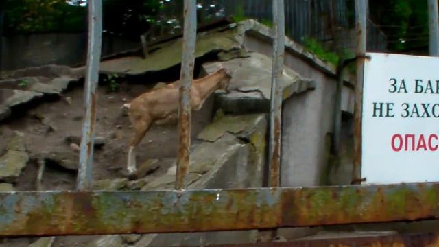 Смешной баран смотреть онлайн