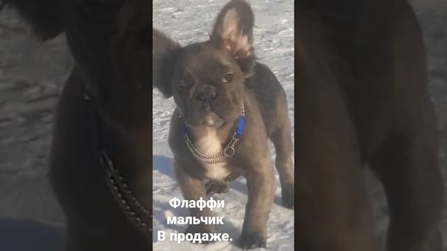 Длинношёрстный флаффи мальчик, французского бульдога.ДНК Ay/at N/co L4L4. WhatsApp 89773453598