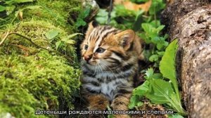 Амурский лесной кот (дальневосточная леопардовая кошка)
