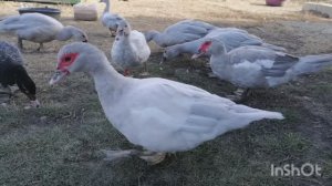 Долго о лаванде. Самый красивый окрас индоуток.