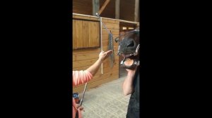 Пилим зубы лошади с ведущим ветеринарным врачом Светланой Крициной.