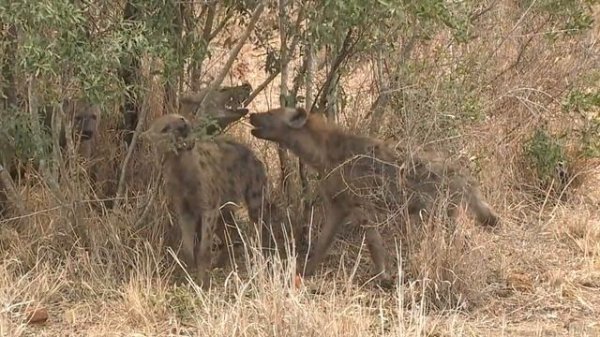Hyena Mating
