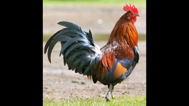 петух символ 2017 года смотреть онлайн