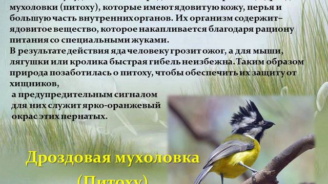 В гости к пернатым друзьям. смотреть онлайн