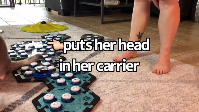 How many times do I have to tell you to come when called?!? | BilliSpeaks смотреть онлайн