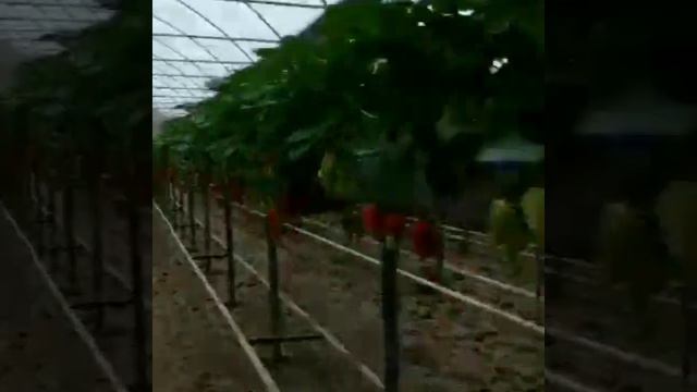 Как выращивают клубники в Узбекистане/скоро сезон варенье из клубники 🍓🍓😋🤤 смотреть онлайн