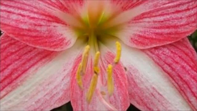 Top 25 Lily Varieties With Their Names ?? / How To Care Lily Plant / Best Lilies