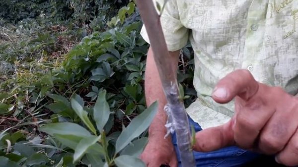 Прививка миндаля. Часть 3