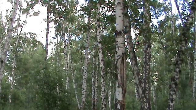Видео. Бугринская роща в своей красе, июль в разгаре. смотреть онлайн