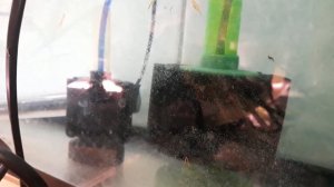 Малек скалярии. Кормление яйцом (оригинальный метод). #Малек #Скалярия #Кормление #Яичныйжелток