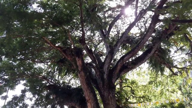 "100 PLUS YEARS OLD ACACIA TREE" смотреть онлайн