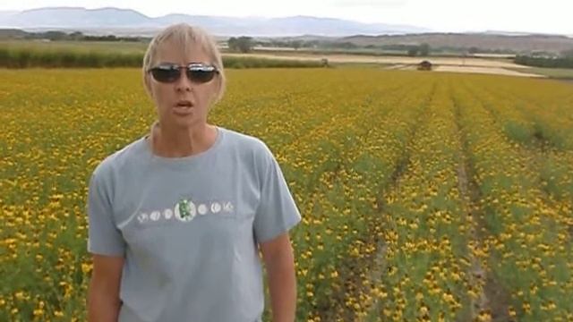 Ratibida columnifera conservation смотреть онлайн