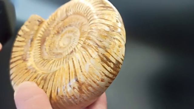 Perisphinctes смотреть онлайн