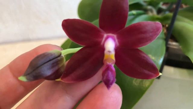 Красивый азиатский фаленопсис без имени! смотреть онлайн